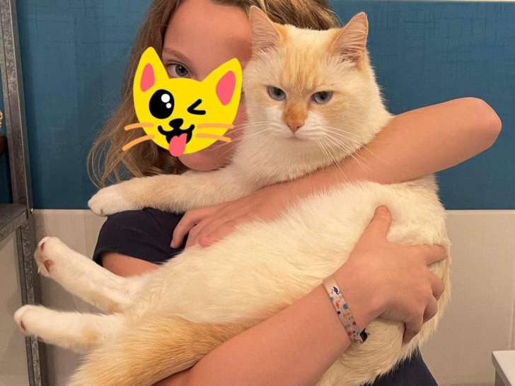 Chat roux et blanc d’un an disponible à l'adoption