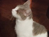 À adopter : chatte gris et blanc