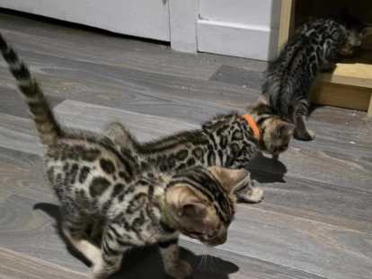 Chatons Bengal à vendre