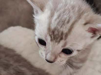 Chatons Bengal à vendre