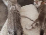 Chatons Bengal à vendre