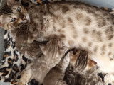 Chatons Bengal à vendre