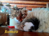 Roméo, chat à adopter