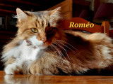 Roméo, chat à adopter