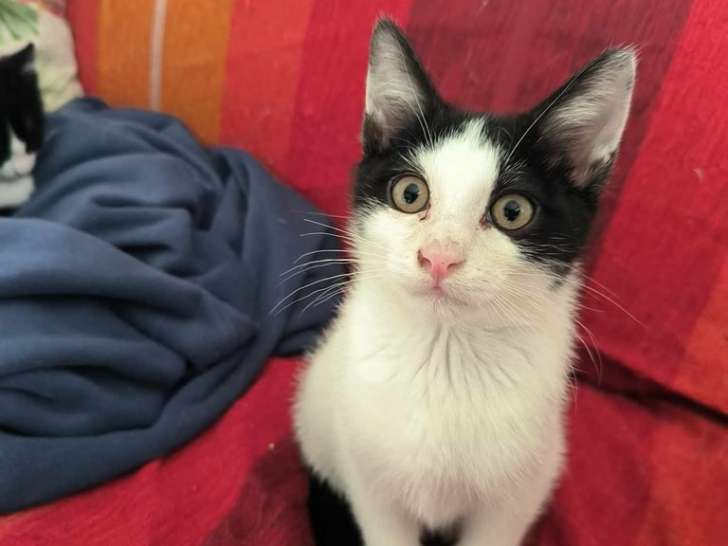 Tim, jeune chat à adopter