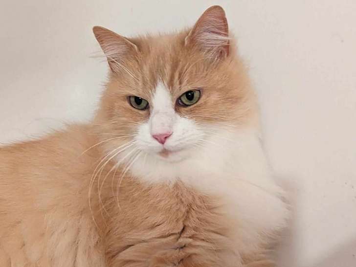 Jojo, chat blanc et roux à adopter