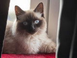 Femelle Siamoise disponible pour saillie