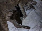 Chatons Oriental Shorthair à vendre