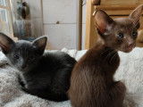 Chatons Oriental Shorthair à vendre