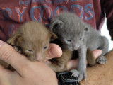 Chatons Oriental Shorthair à vendre