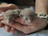 Chatons Oriental Shorthair à vendre