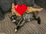 Jeune chatte Maine Coon