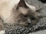 Mâle Sacré de Birmanie disponible pour saillie