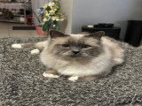 Mâle Sacré de Birmanie disponible pour saillie