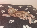 2 chatons Bengals LOOF black silver à réserver