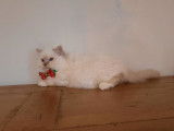 Chaton mâle Sacré de Birmanie LOOF lilas tabby à acheter