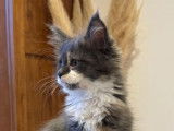 3 chatons Maine Coons LOOF à réserver