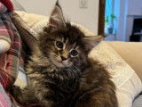 3 chatons Maine Coons LOOF à réserver