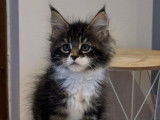 2 chatonnes Maine Coons disponibles à la réservation (LOOF)