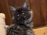 2 chatonnes Maine Coons disponibles à la réservation (LOOF)