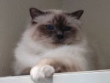 Un chat Sacré de Birmanie blue point LOOF de 3 ans disponible à la vente