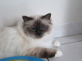 Un chat Sacré de Birmanie blue point LOOF de 3 ans disponible à la vente