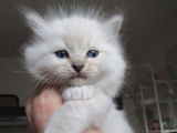 À réserver 7 chatons Ragdolls LOOF