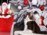 2 chatons mâles Maine Coons LOOF brown tabby et blanc à vendre