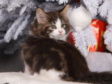 2 chatons mâles Maine Coons LOOF brown tabby et blanc à vendre