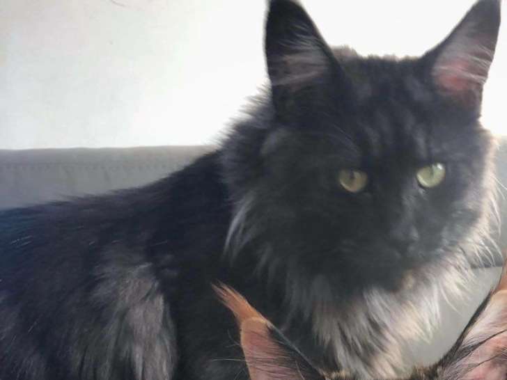 Chaton mâle Maine Coon bleu smoke et blanc LOOF à acheter