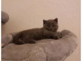 Femelle British Shorthair &agrave; vendre