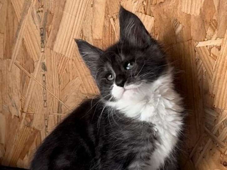 À réserver 2 chatons mâles Maine Coons LOOF bicolores