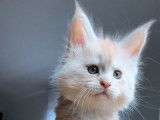Chatonne Maine Coon red silver LOOF à réserver