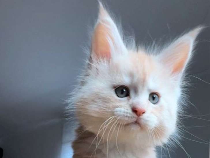 Chatonne Maine Coon red silver LOOF à réserver