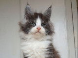 2 chatons Maine Coons LOOF bicolores disponibles à la réservation