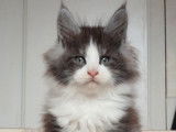 2 chatons Maine Coons LOOF bicolores disponibles à la réservation