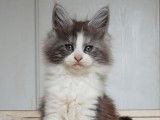 2 chatons Maine Coons LOOF bicolores disponibles à la réservation
