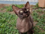 Un chat Sphynx LOOF chocolat de 3 ans disponible à la vente