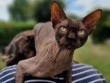 Un chat Sphynx LOOF chocolat de 3 ans disponible à la vente
