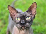 Un chat Sphynx LOOF chocolat de 3 ans disponible à la vente