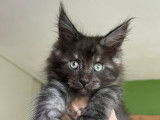 Des chatonnes Maine Coons LOOF à vendre