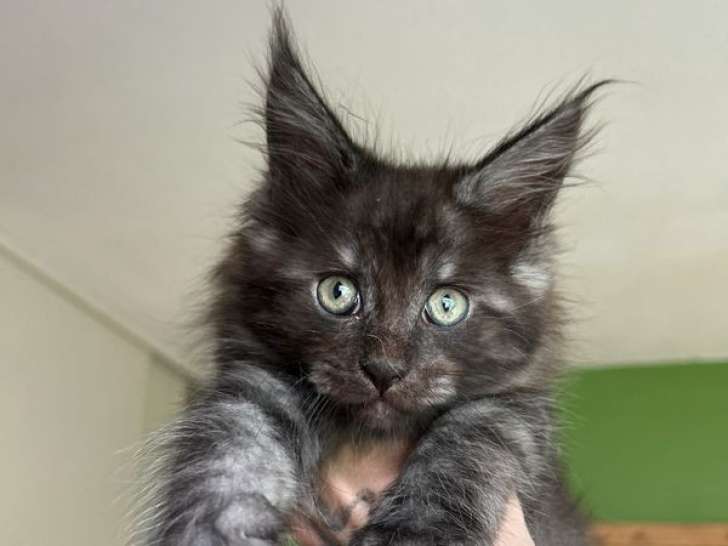 Des chatonnes Maine Coons LOOF à vendre