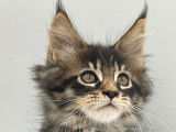 Des chatonnes Maine Coons LOOF à vendre