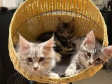 Des chatonnes Maine Coons LOOF à vendre