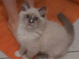 Disponibles à l’achat 2 chatonnes Ragdolls LOOF