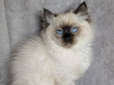 Disponibles à l’achat 2 chatonnes Ragdolls LOOF
