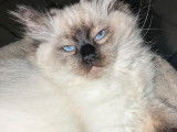 Disponibles à l’achat 2 chatonnes Ragdolls LOOF