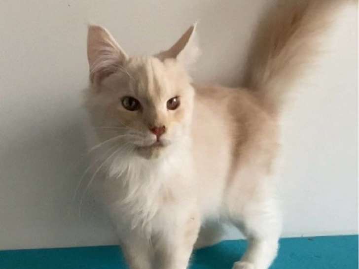 Des chatons Maine Coons LOOF à vendre