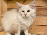 Des chatons Maine Coons LOOF à vendre