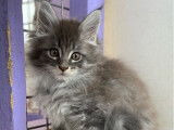 Des chatons Maine Coons LOOF à vendre